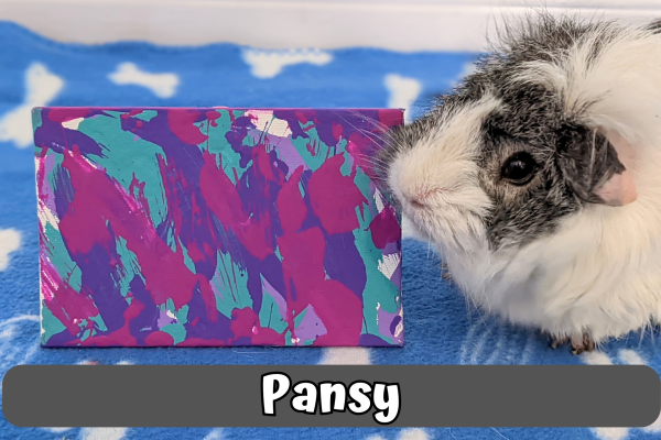 Custom Guinea Pig Painting Made to Order - Image 4