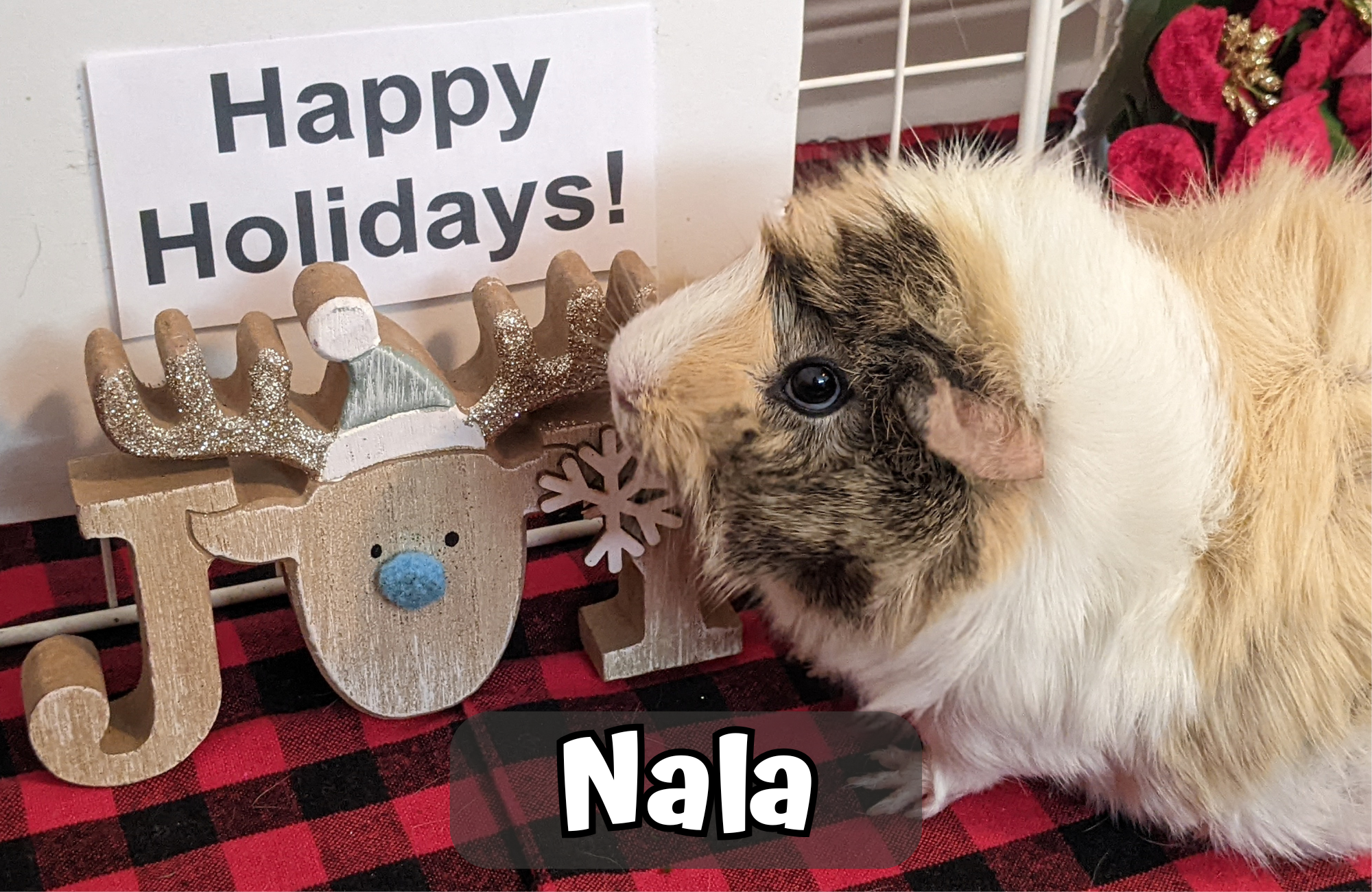 Custom Christmas Video Message From the Piggies - Image 2