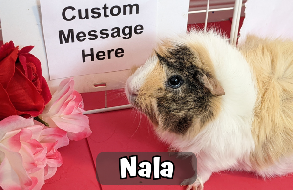 Custom Valentine/Anniversary Video Message From the Piggies - Image 5