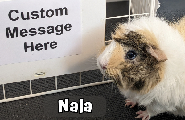 Custom Video Message From the Piggies - Image 6