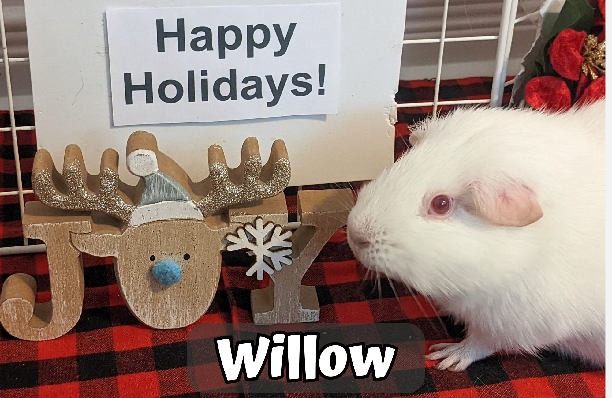 Custom Christmas Video Message From the Piggies - Image 7