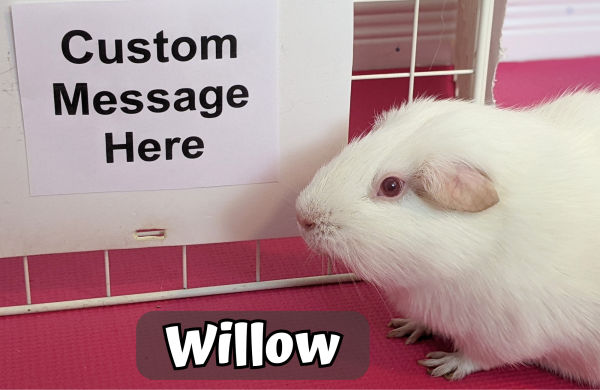 Custom Video Message From the Piggies - Image 7