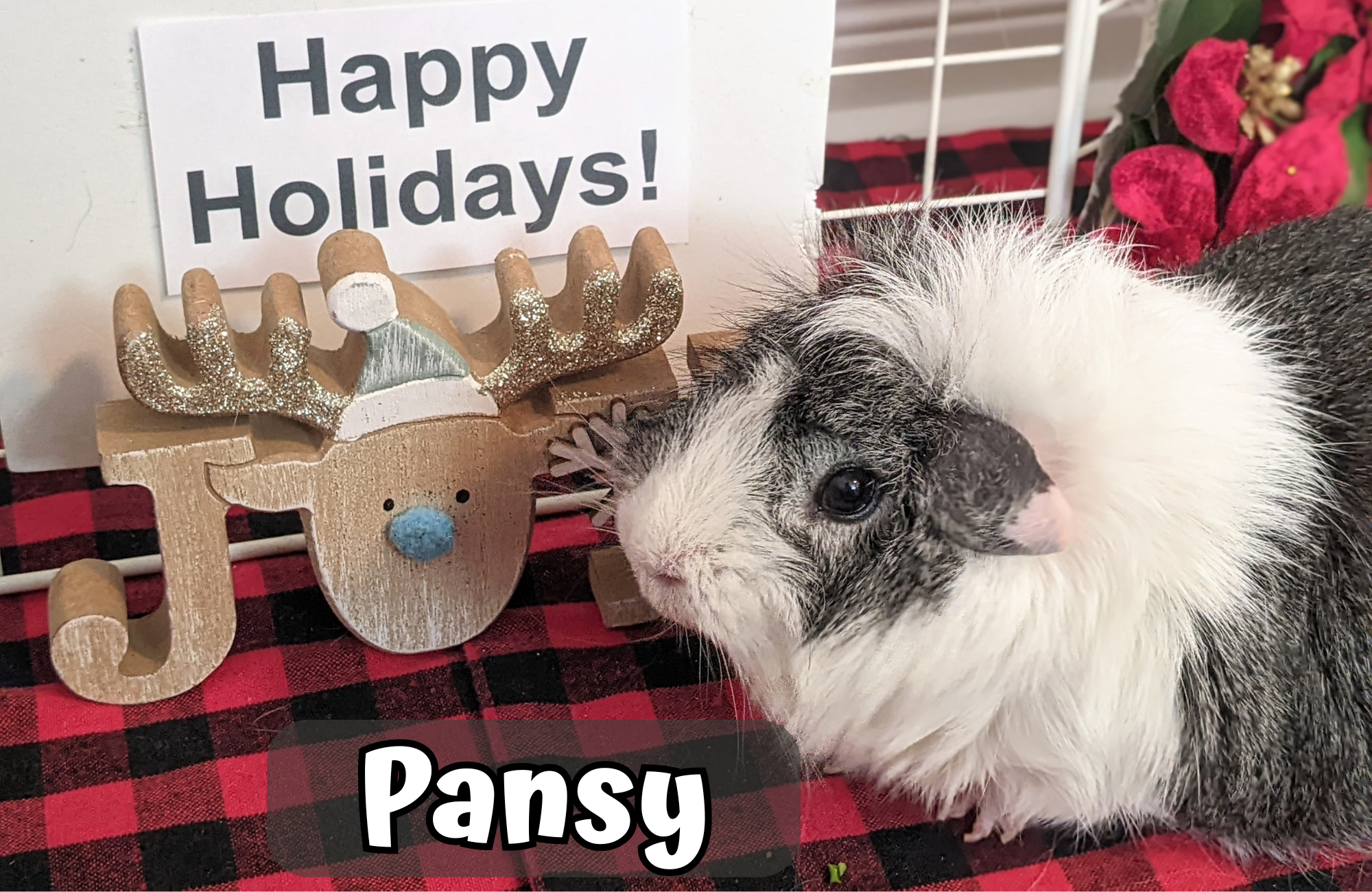 Custom Christmas Video Message From the Piggies