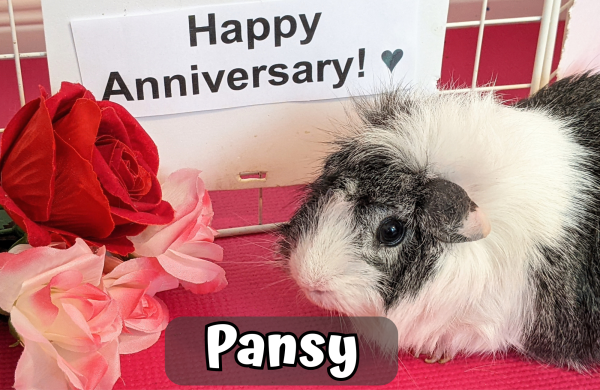 Custom Valentine/Anniversary Video Message From the Piggies - Image 6