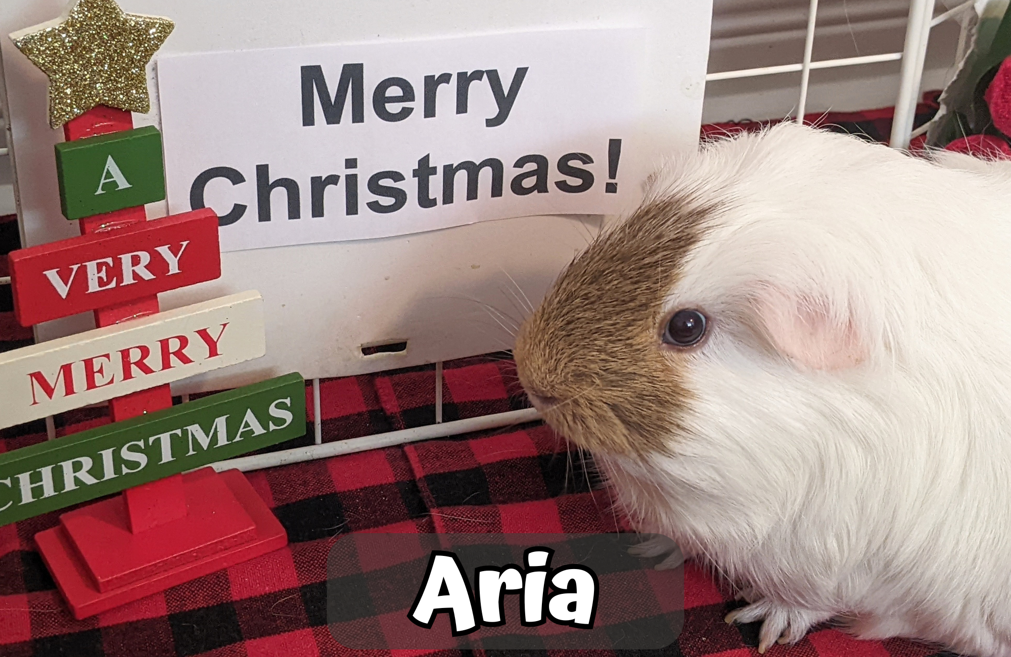 Custom Christmas Video Message From the Piggies - Image 4