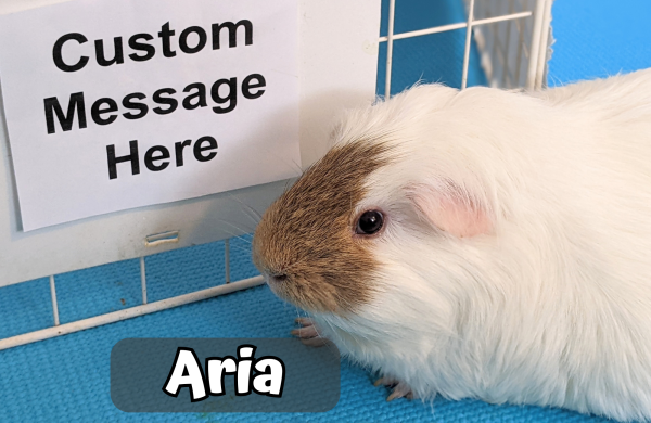 Custom Video Message From the Piggies - Image 3