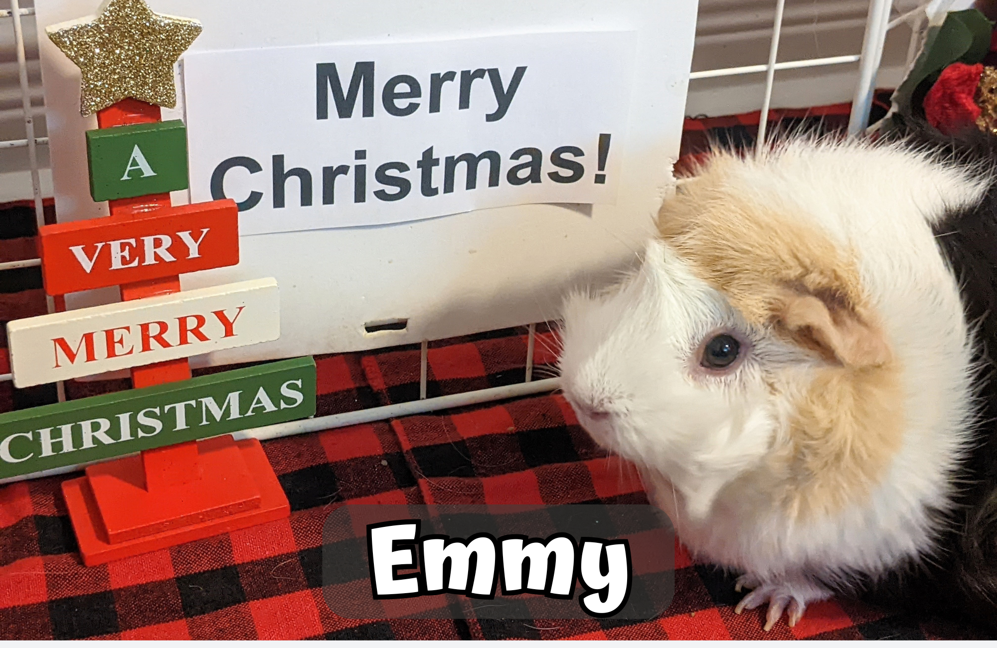 Custom Christmas Video Message From the Piggies - Image 5