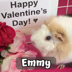Custom Valentine/Anniversary Video Message From the Piggies