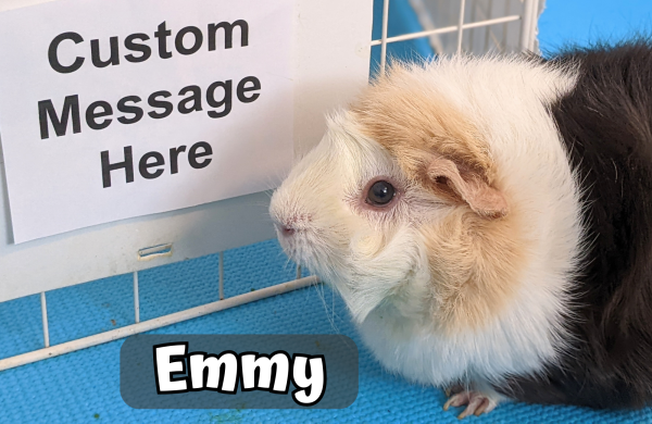 Custom Video Message From the Piggies - Image 4
