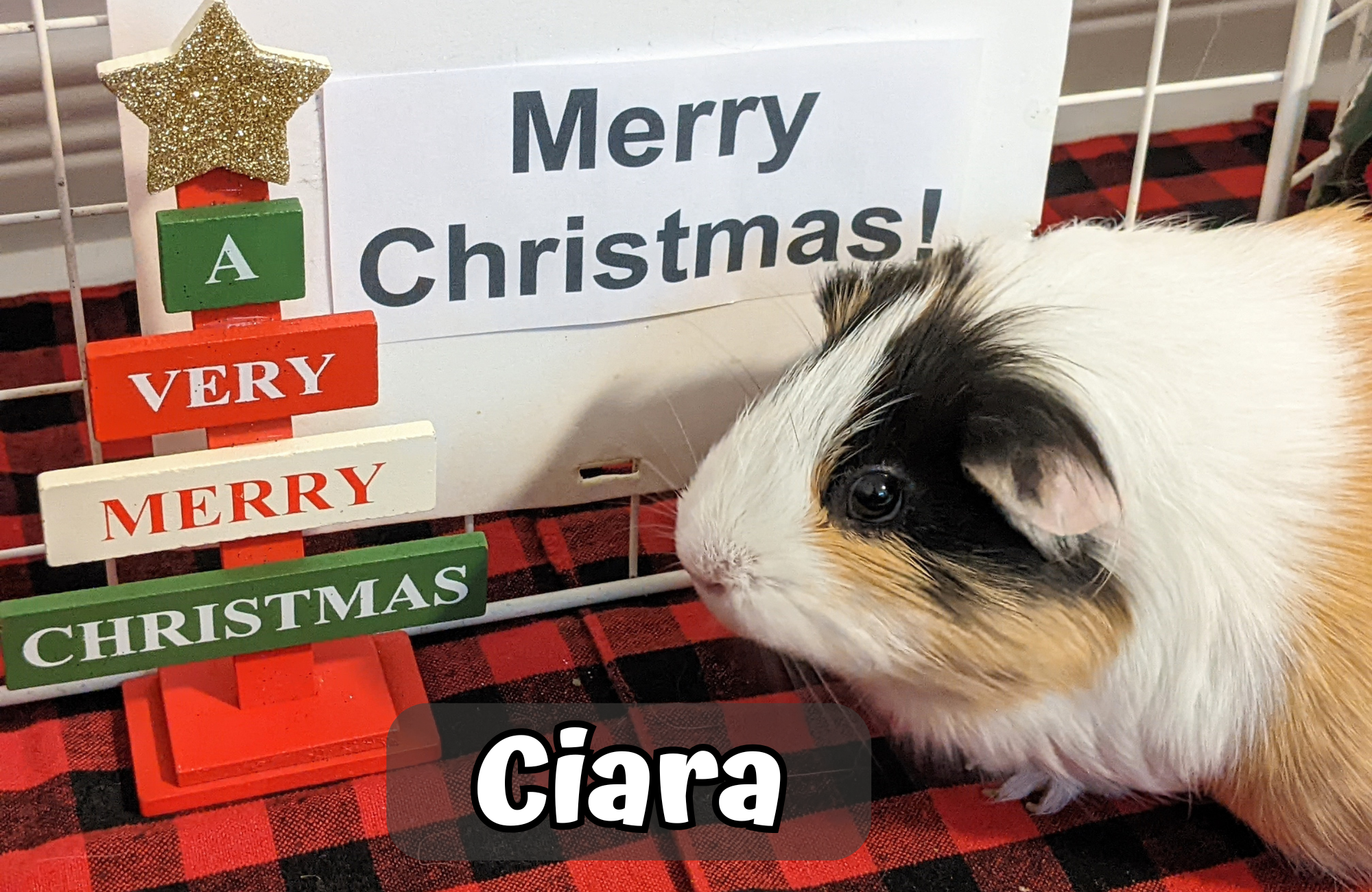 Custom Christmas Video Message From the Piggies - Image 6