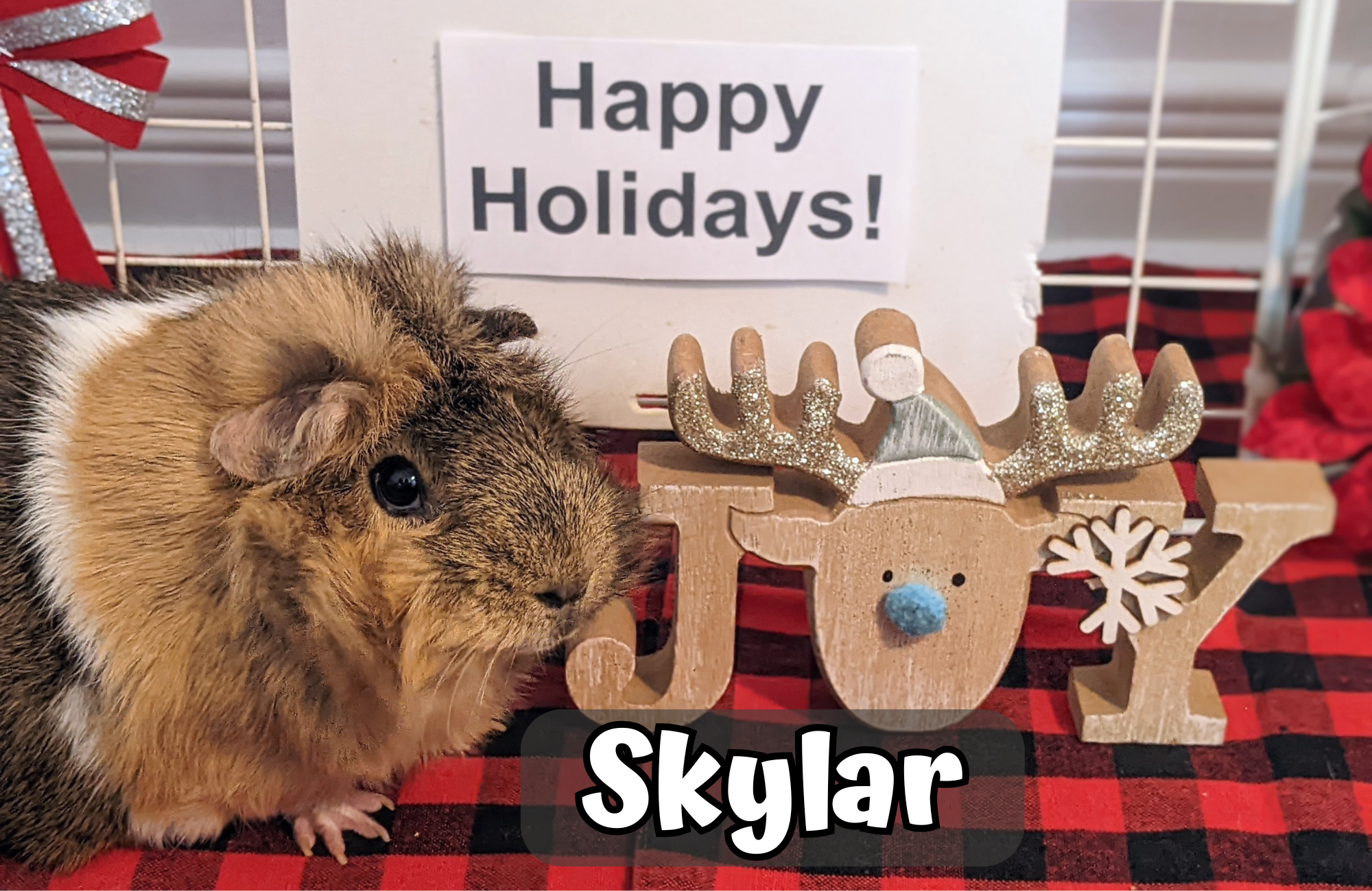 Custom Christmas Video Message From the Piggies - Image 3