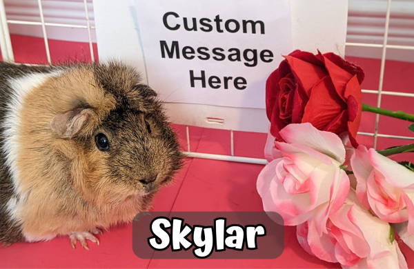 Custom Valentine/Anniversary Video Message From the Piggies - Image 4