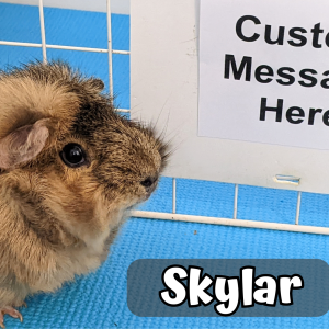 Custom Video Message From the Piggies
