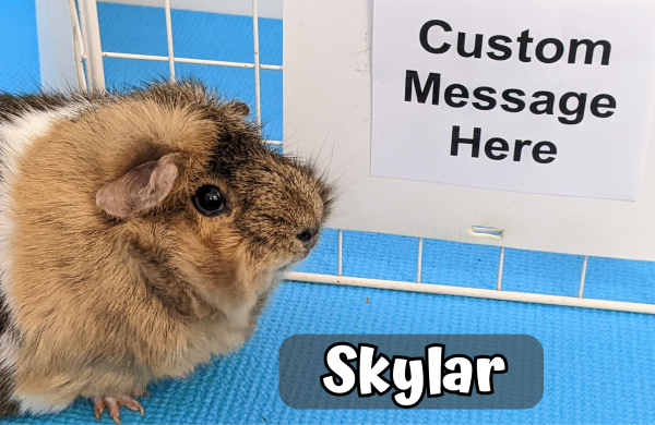 Custom Video Message From the Piggies