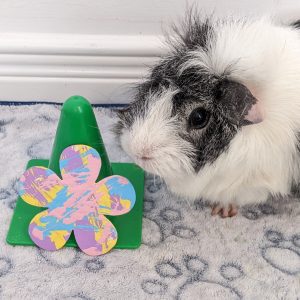 Ready to Ship Flower Magnet Painting by Pansy