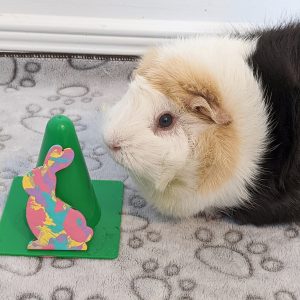 Ready to Ship Cute & Colorful Bunny Magnet Painted by Emmy