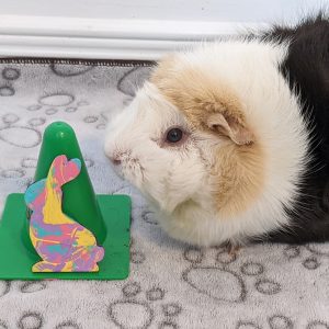 Ready to Ship Cute & Colorful Bunny Magnet Painted by Emmy